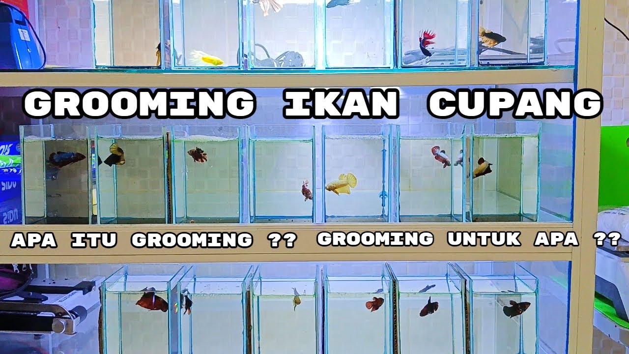 GROOMING IKAN CUPANG, APA ITU GROOMING ? UNTUK APA GROOMING IKAN CUPANG ?