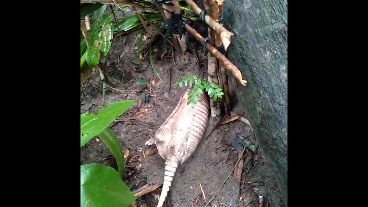 mais uma caçada com o resultado caçada de Trabuco