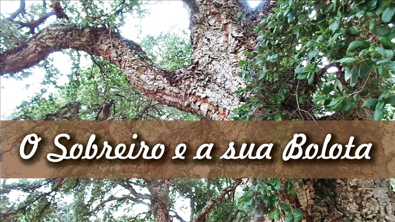 O Sobreiro e a sua Bolota | The Cork Oak and its Acorn