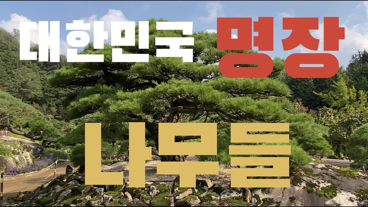 [TV분재] 대한민국 명장 나무들을 찾아서🌲 I 카페투어☕️ I 군포 홍종흔 베이커리 I 조경수만들기 I 군포카페 I 군포 가볼만한곳