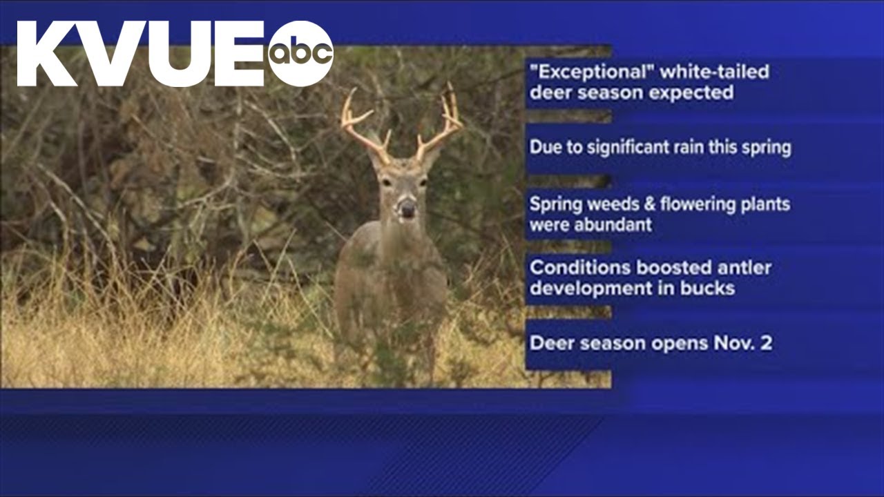 White-tailed deer population looks strong ahead of hunting season in Texas
