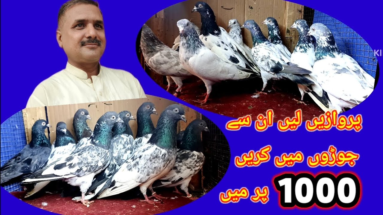کبوتر وہ جو اساتذہ پسند کریں 