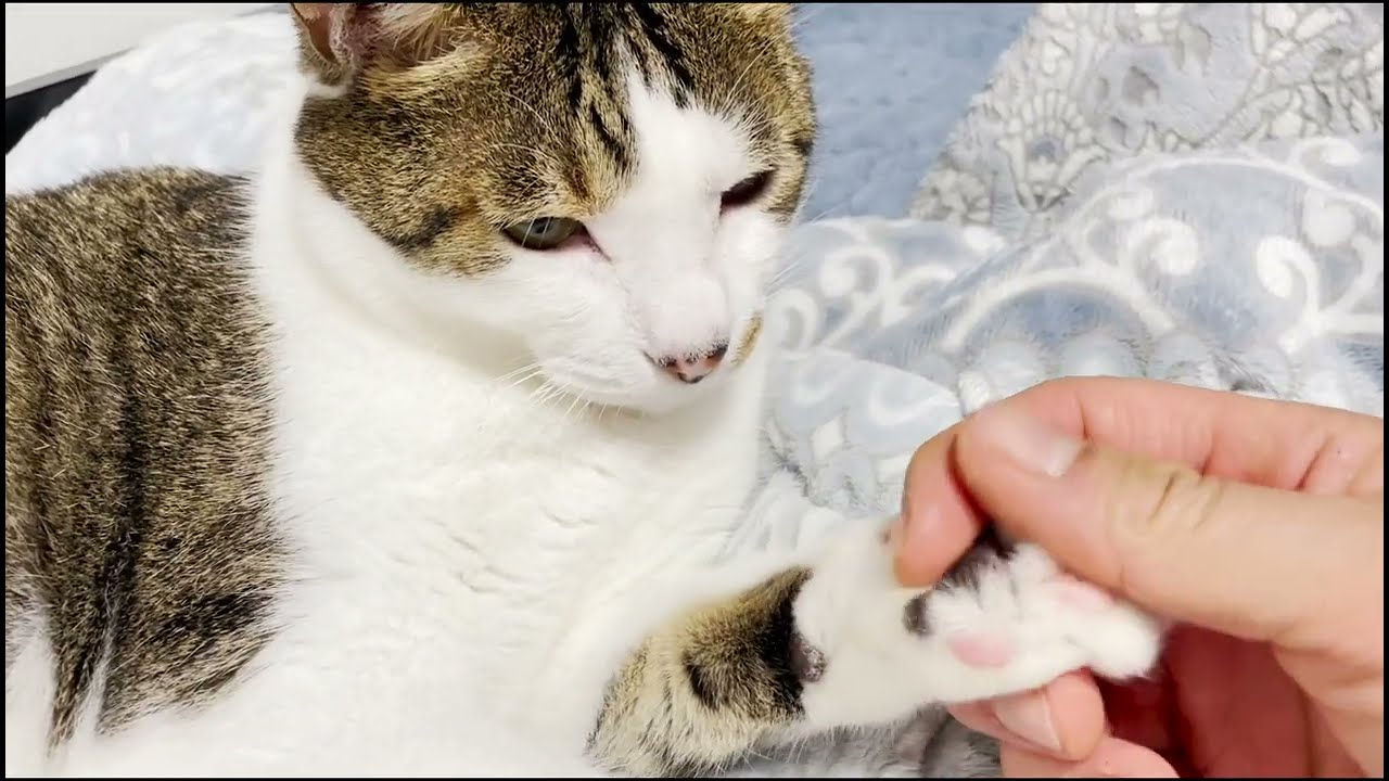 무 발톱 깎고 젤리 만지기