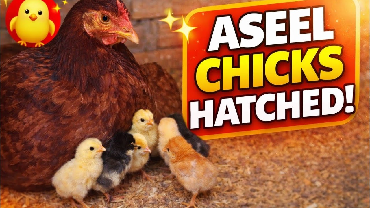 Aseel Murgi Ne Andon Se Bachay Nikaal Diye|Aseel Breeding Result| Daily Vlog