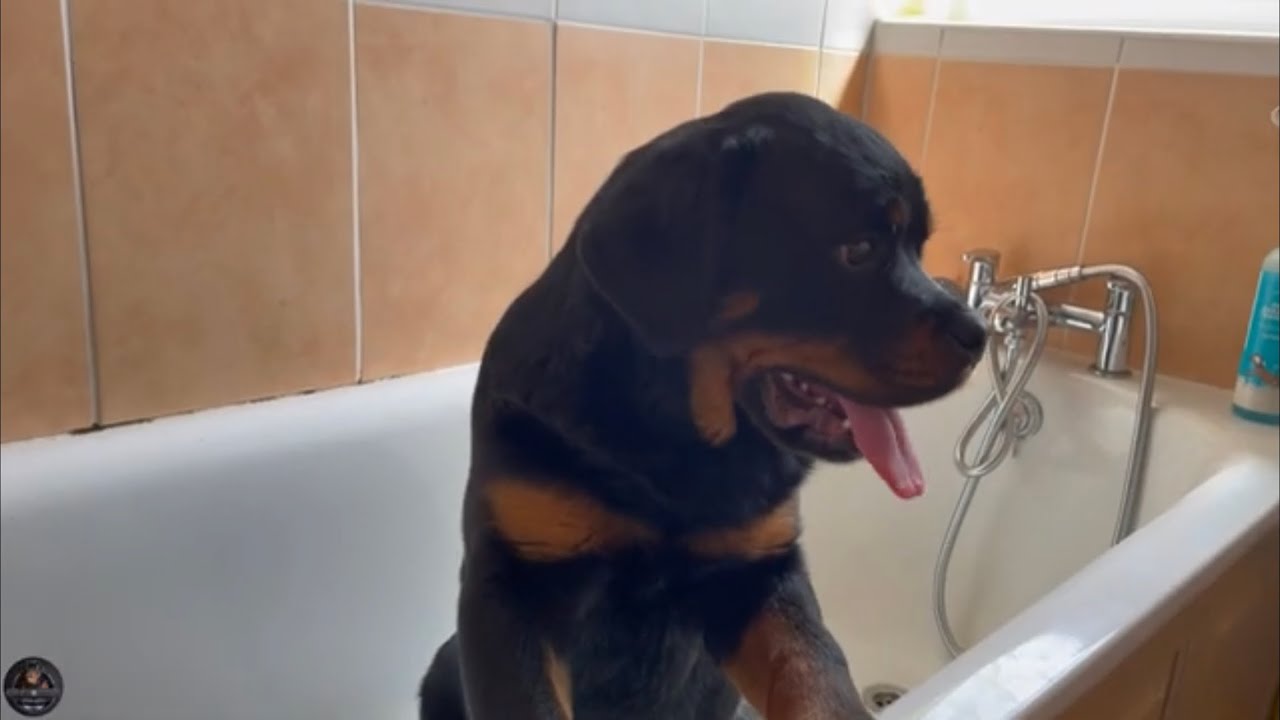 5 Months Old Rottweiler Puppy Gets Her First Bath