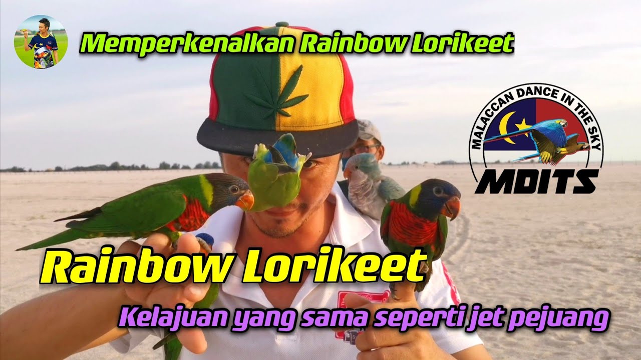 Memperkenalkan Rainbow Lorikeet  | Green Naped Lorikket| Red Collared Lorikeet |Freefly【HD1080p 】
