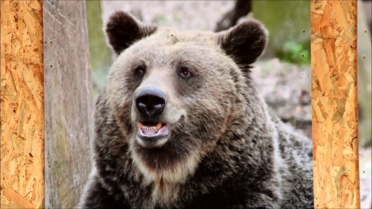 Niedźwiedzica Gienia obudziła się na wiosnę!