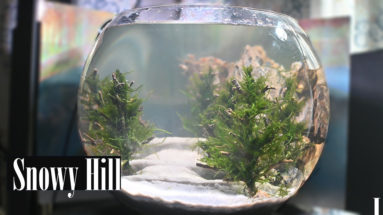 Snowy Hill Bowl Aquascape