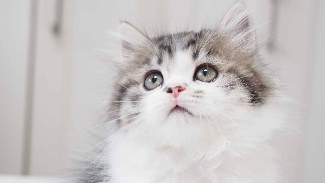 Scottish Straight Longhair Male with Black Mackerel Tabby & White