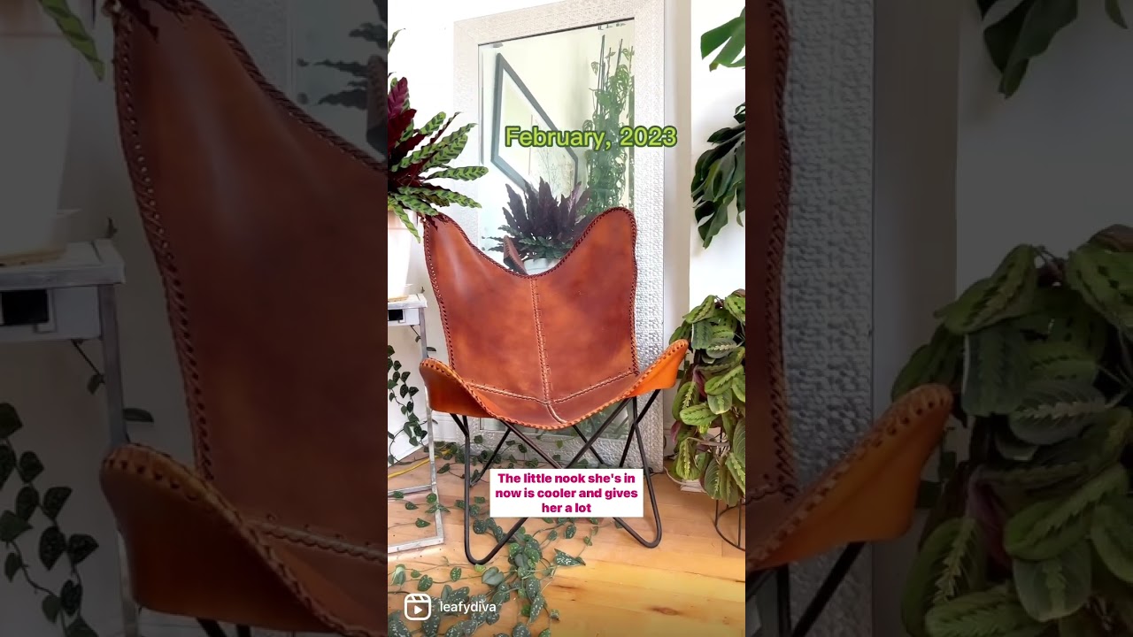 When your plants are trying to tell you something, listen! #plants