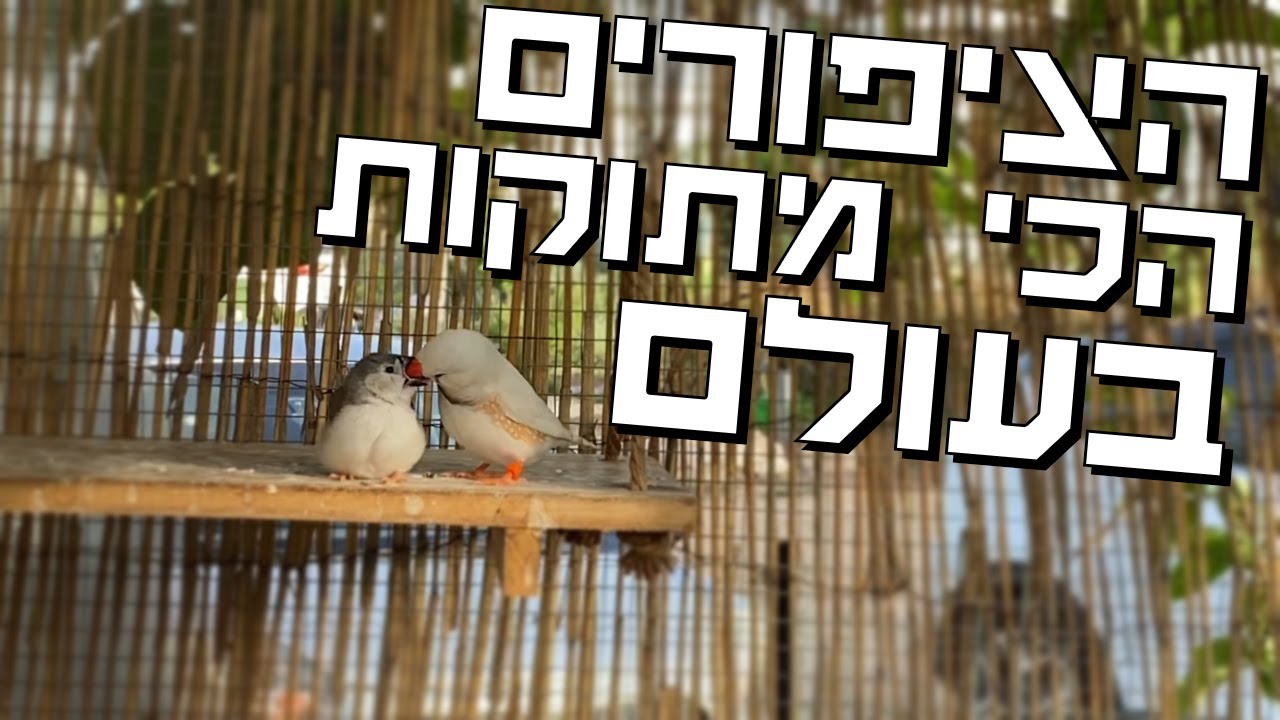 זברה פינק הן אולי הציפורי נוי הכי נפוצות וקלות לרבייה