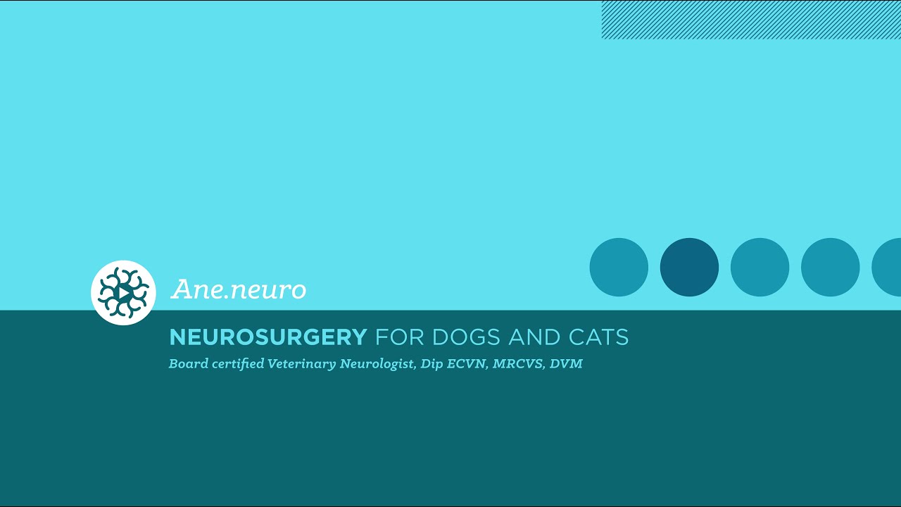 Radiation therapy to treat dogs and cats: ¿When and how to use it?