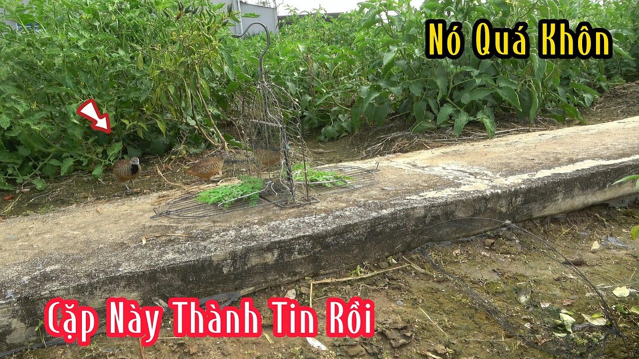 Bầy Chim Này Nó Quá Khôn | Đam Mê Săn Bắt