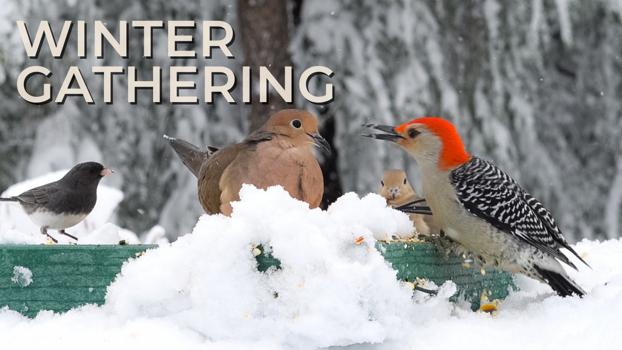 Red-Bellied Woodpecker & Winter Bird Gathering | 10+ Species on Snow Platform Feeder