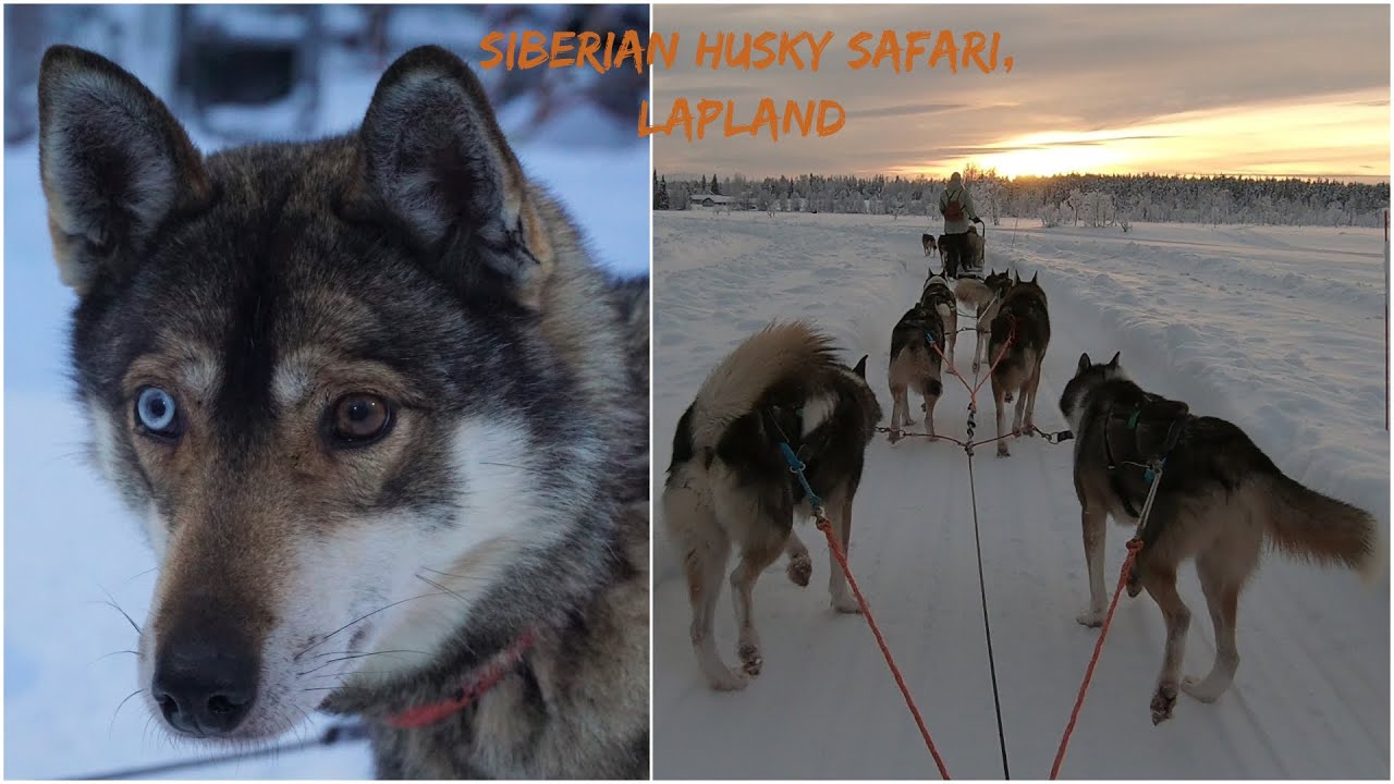 Husky safari in Lapland - one epic wild ride experience at Tundra Huskyfarm