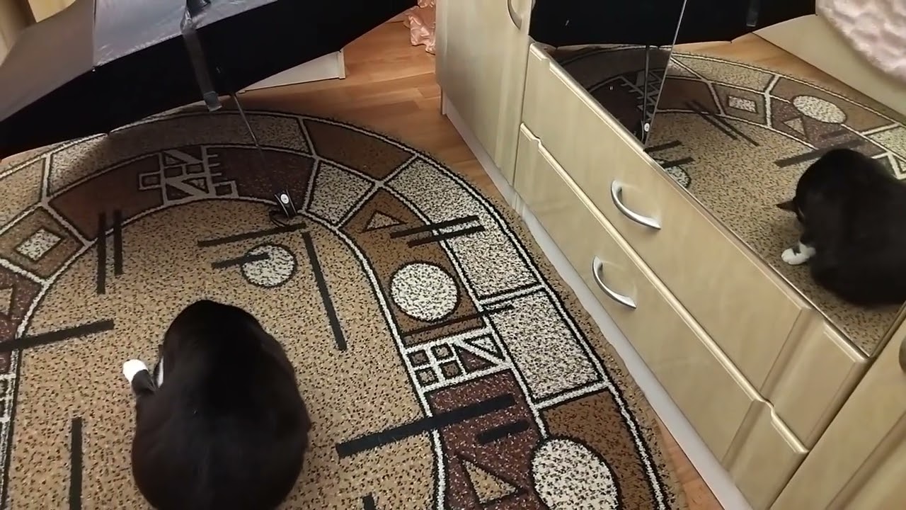 There were 2 Cats at home, but because of the Mirror it turned out to be 3!