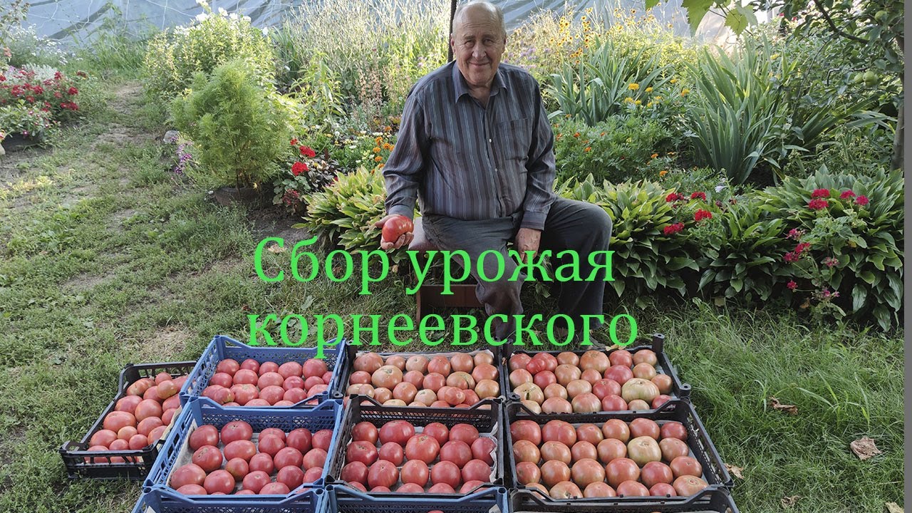 Сбор урожая томатов корнеевский.