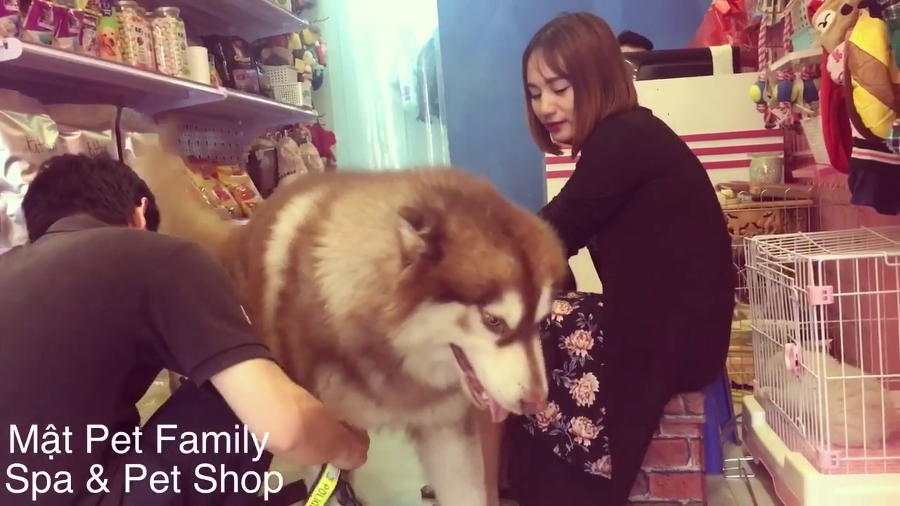 Mật ngoan và nghe lời chủ đến mức này . Bảo sao chả yêu^^ - Mật Pet Family