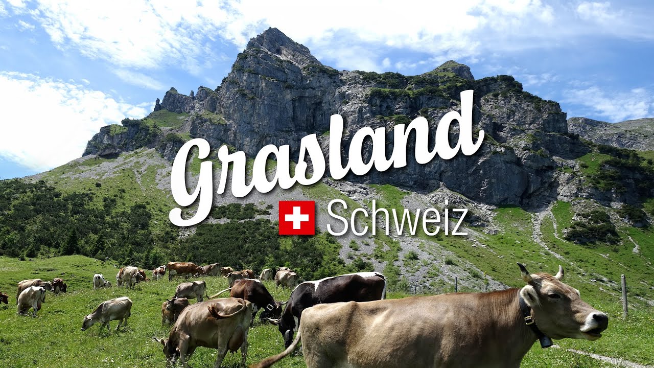 Chäs Know-how: Grasland Schweiz