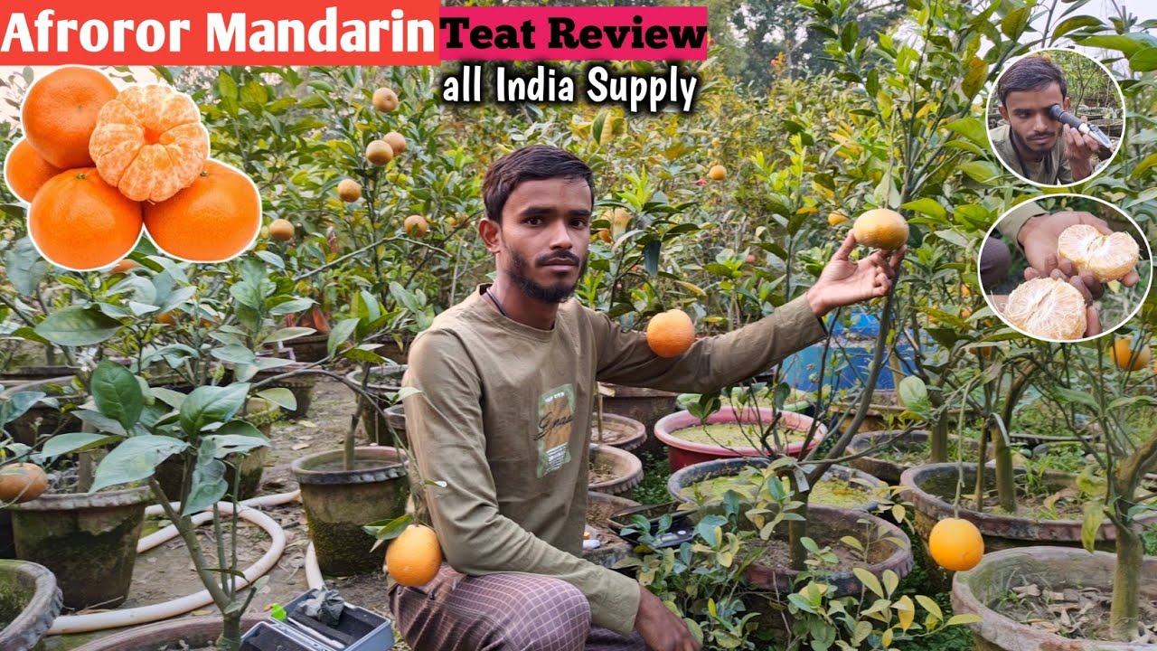 Afroror Mandarin Test Review/Plants available/all India supply/WhatsApp9062349546