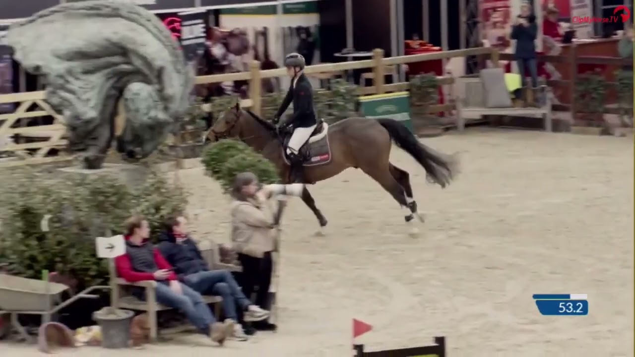 Senecio z, Bwp approved stallion