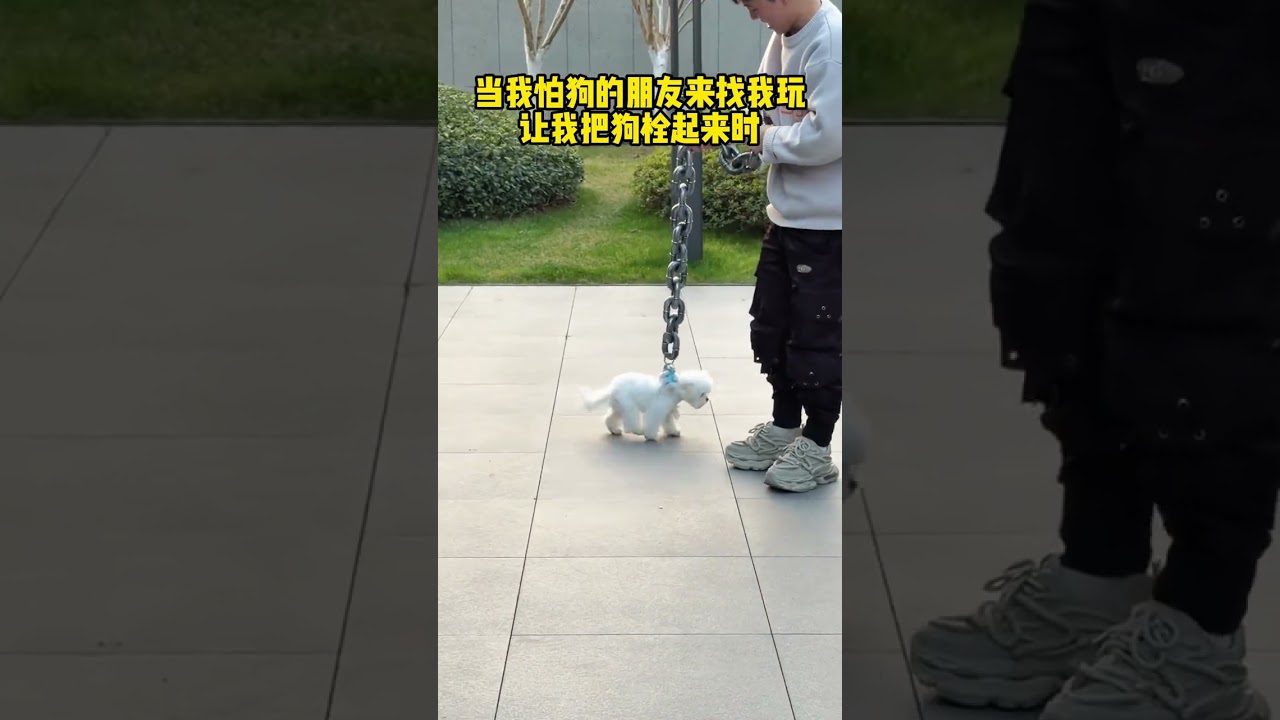 Dog Have I violated the laws of heaven