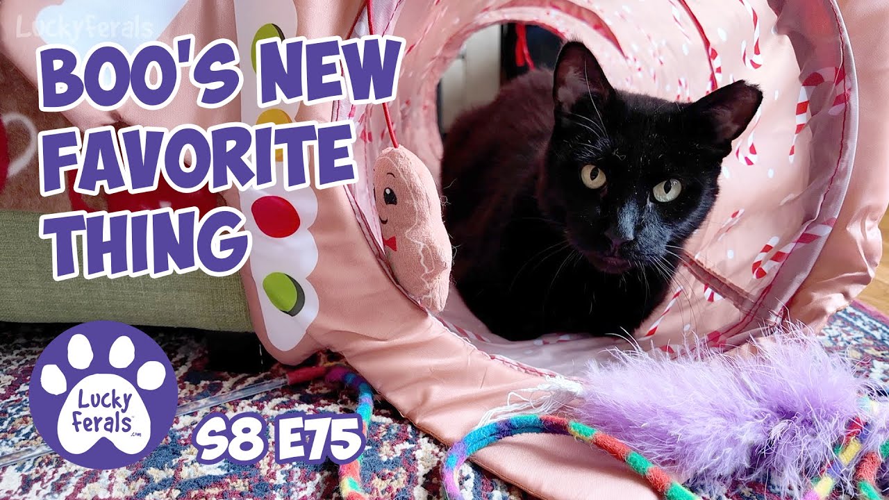 Boo's New Favorite Thing, Stella Is A Picky Eater - Lucky Ferals Cat Vlog S8 E75