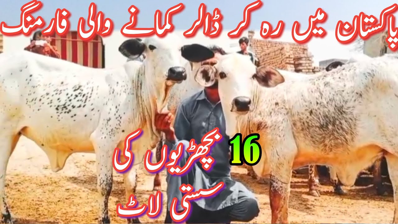 Pure Cholistani Sahiwal Bachrian For Sale Near Madrassa Mandi || Dairy Farming Cattle