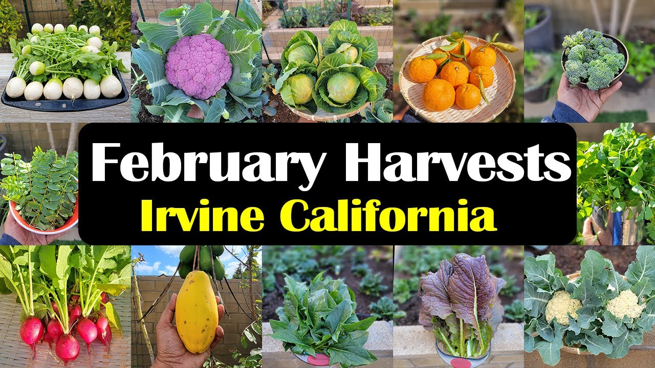 Need a New Hobby? Discover the Joys of Winter Gardening!