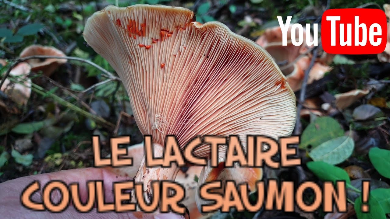 Identifier le Lactaire couleur saumon (Lactarius salmonicolor) [Cueillette des champignons 2020]