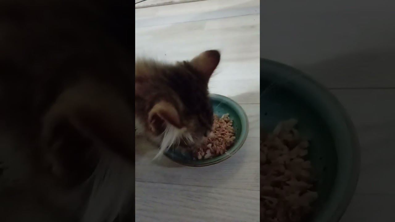 halsiz, yemek yemeyen, kedi, &ccedil;&ouml;z&uuml;m.hasta.yavru kedi.