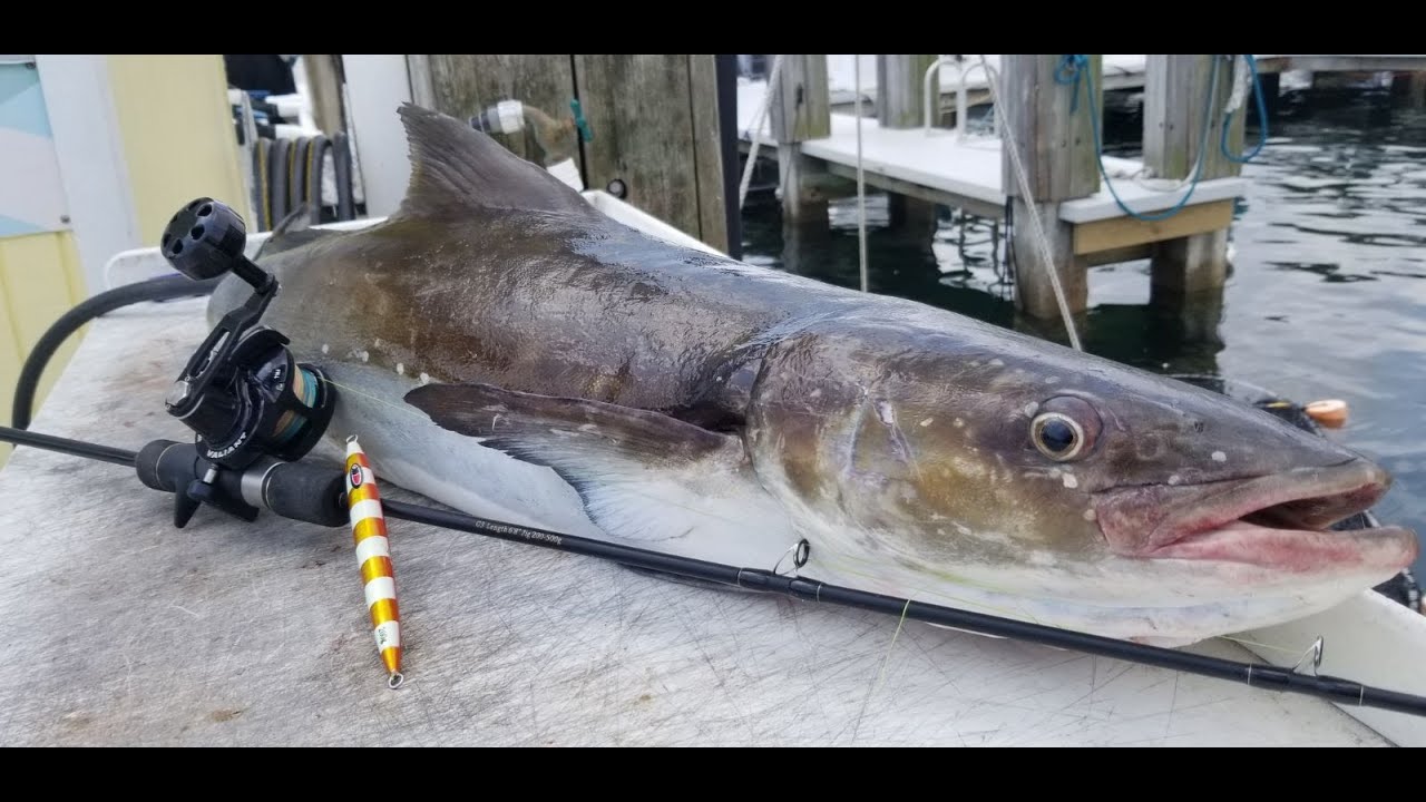 COBIA Slow Pitch Jigging Offshore Fishing