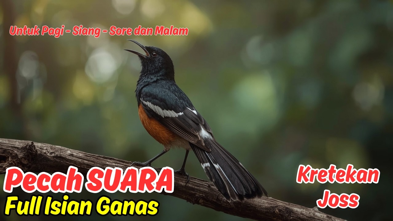 Rahasia Suara Merdu Murai Batu,  Masteran Lengkap!