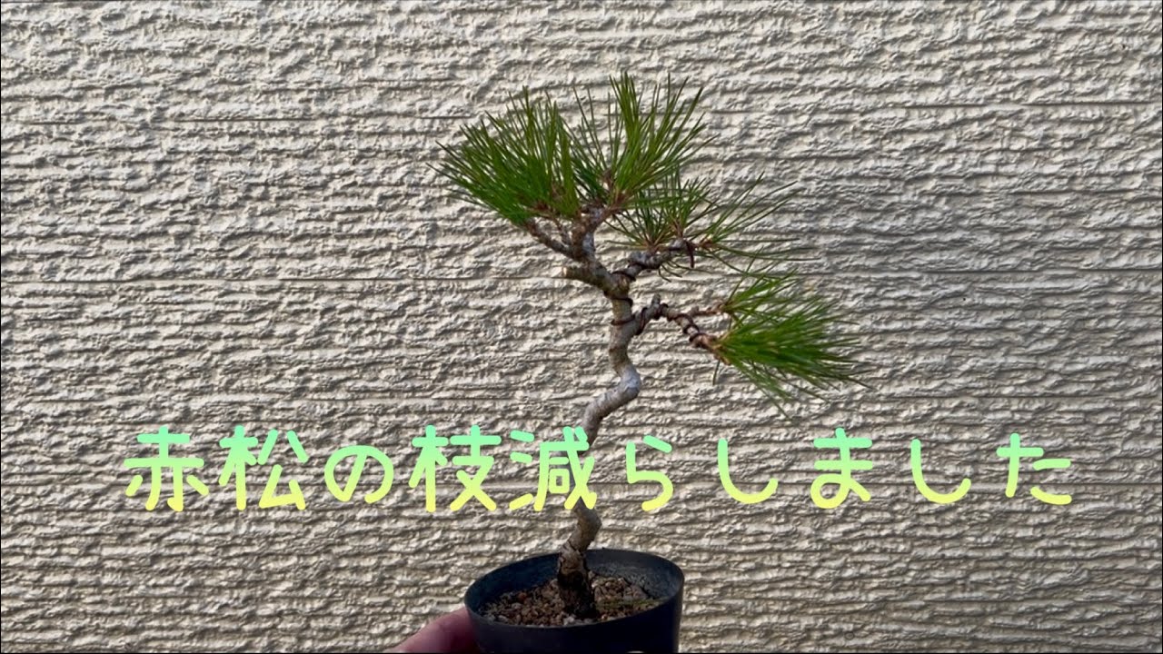 赤松の枝減らしました