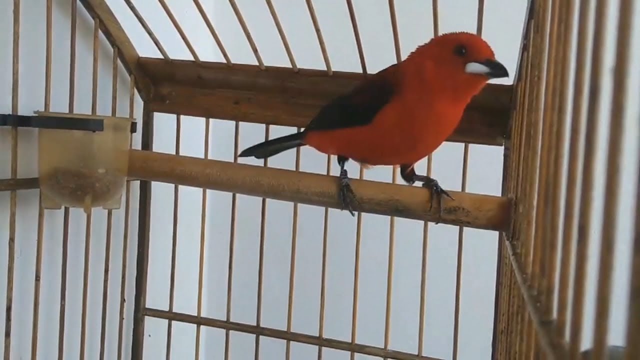 Ti&ecirc; sangue cantando com f&ecirc;mea chamando para esquentar machos!