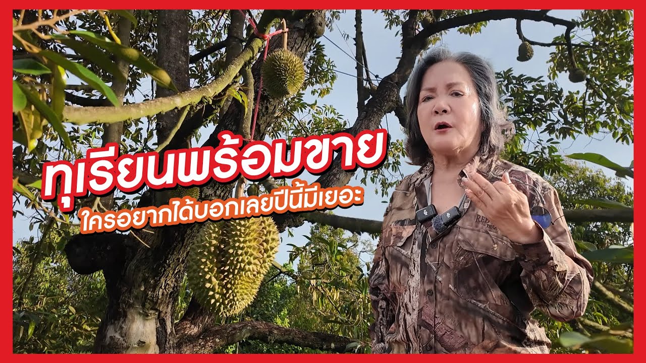 เจ้เล้ง | ทุเรียนพร้อมขายแล้ว!!! ใครอยากได้บอกเลยปีนี้มีเยอะ