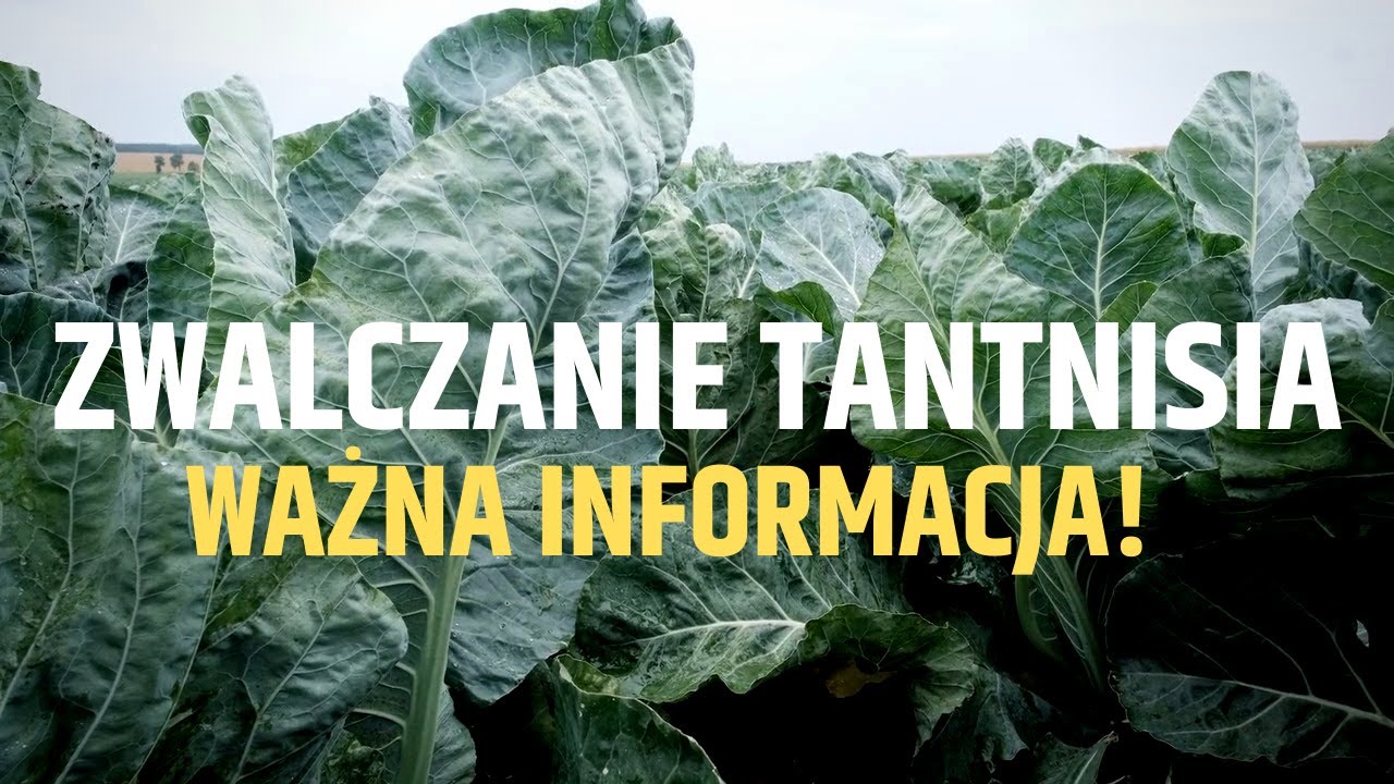 Ważna informacja w sprawie zwalczania tantnisia krzyżowiaczka