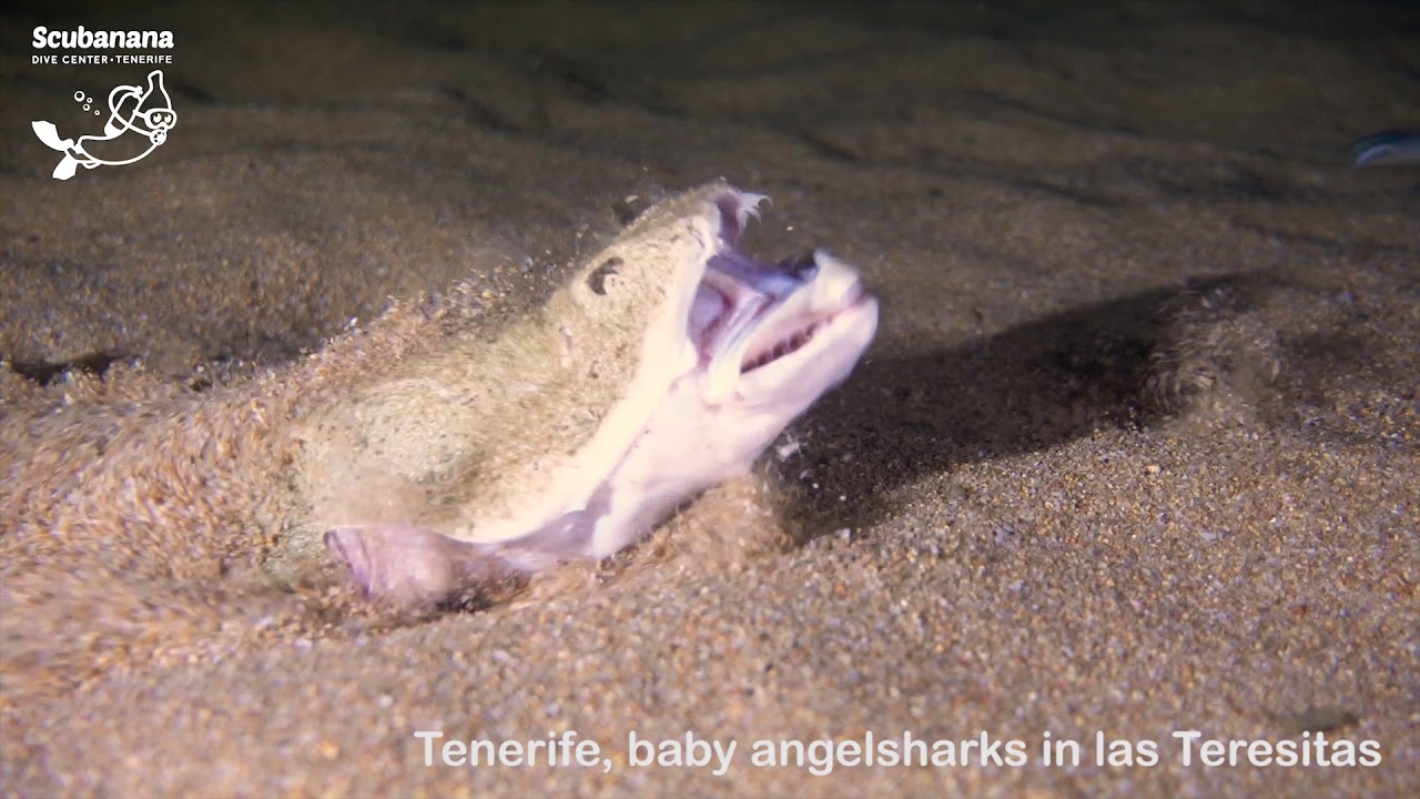 Baby Angelsharks on Tenerife with Scubanana
