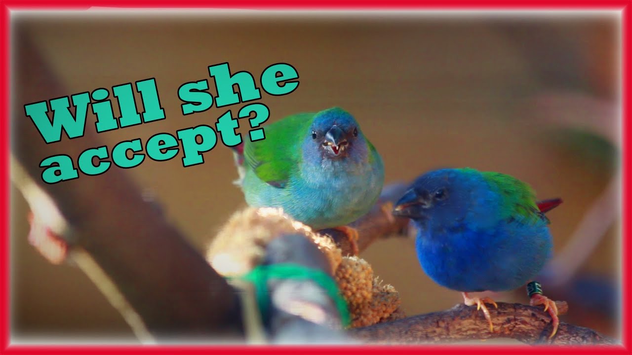 A NEW Species and More Finches Inside the AVIARY