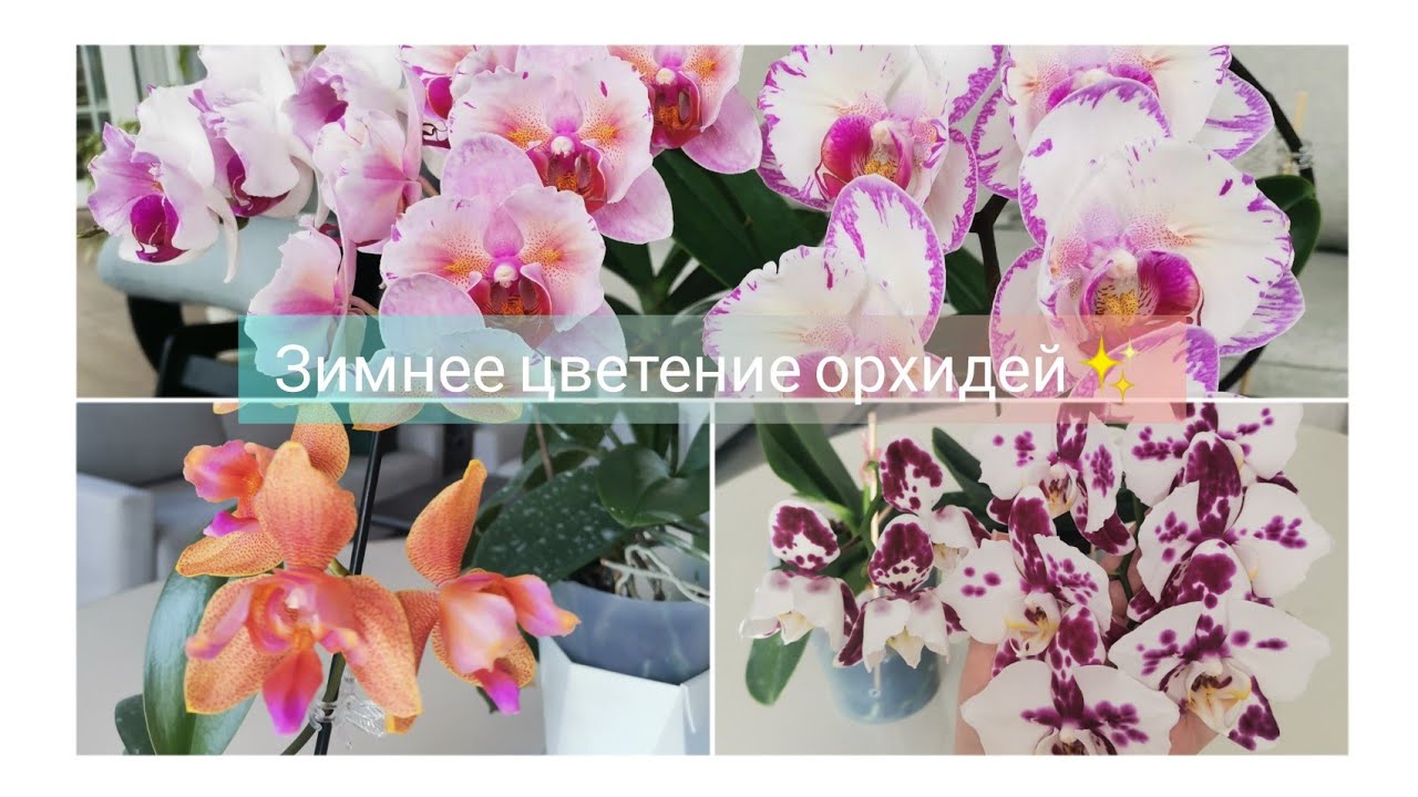 Зимнее цветение орхидей. Часть 1