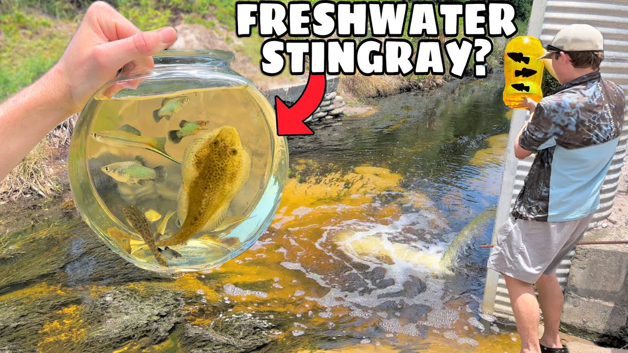 FISH TRAP CATCHES FRESHWATER STINGRAY *AND MORE* in TINY CREEK!