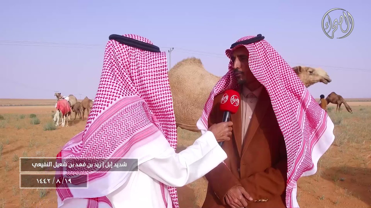 برنامج | شديد أهل الابل | مع مالك الابل / زيد بن فهد بن شعيل النفيعي 19/ 8 / 1442 هــ