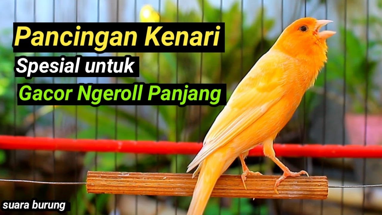 Pancingan Kenari Gacor Panjang untuk Masteran kenari paud ngeriwik agar kenari diam bunyi & gacor