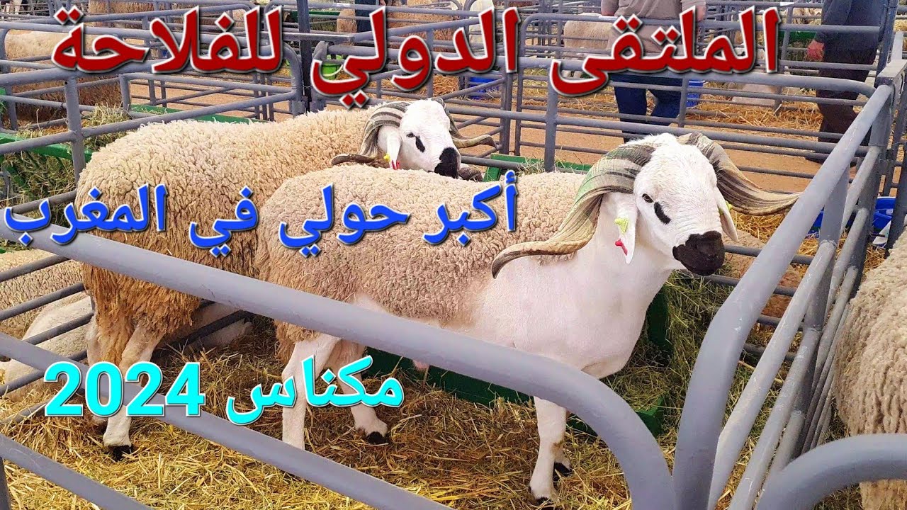 المعرض الدولي للفلاحة مكناس الأغنام والأبقار والدواجن
