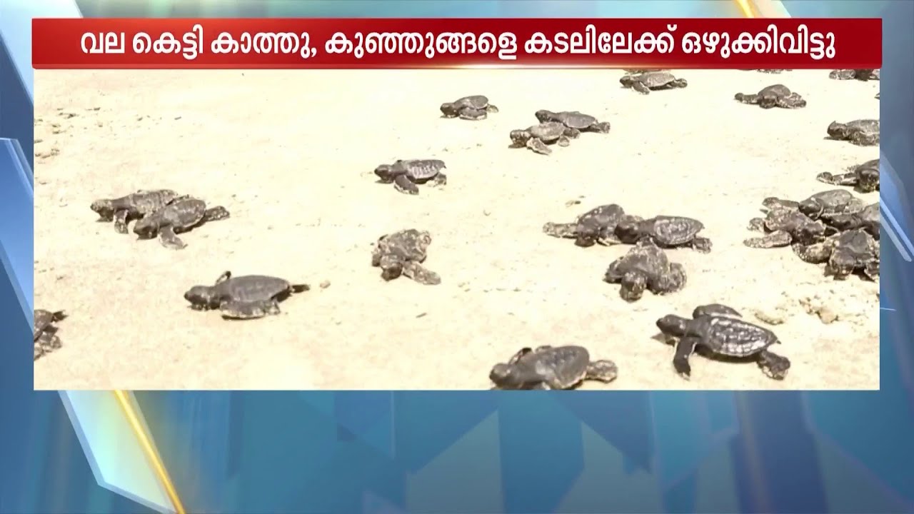 കടലാമ കുഞ്ഞുങ്ങളെ വലകെട്ടി കാത്തു; ഒടുവിൽ കടലിലേക്ക് ഒഴുക്കിവിട്ടു