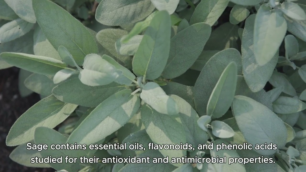 Sage (Salvia officinalis) &ndash; A Powerful Herb for Mind & Body 🌿