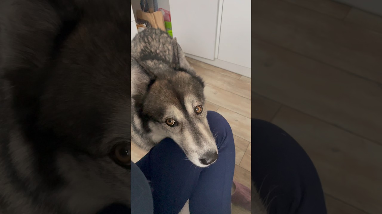 Жду. Верю. Надеюсь&hellip; на сыр🤣