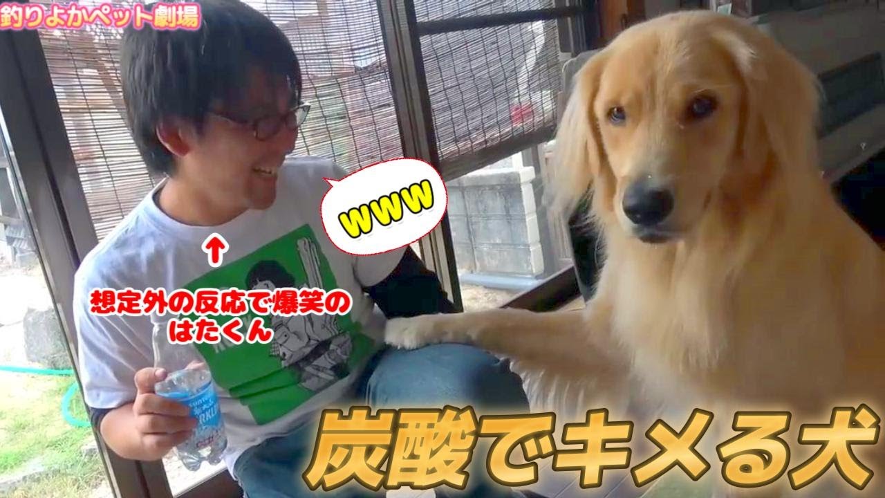 【釣りよかペット劇場】予想外のまるくんの反応に笑いが止まらないはたくん！  Part.89