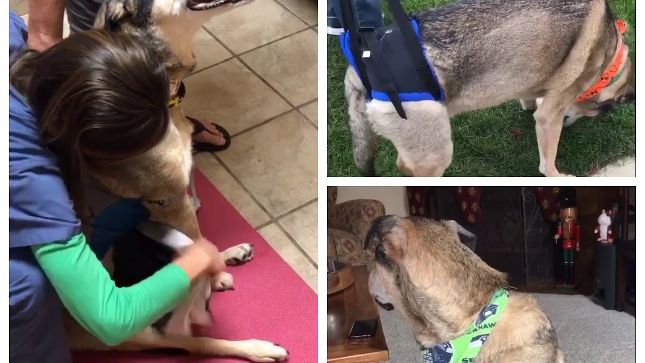 Intervertebral Disc Disease in a Large Canine, Non-surgical Conservative Treatment