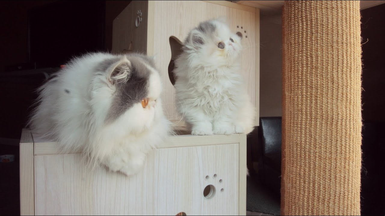 Kitten Marshmallow - The Art of Roughhousing (Weeks 8 & 9)